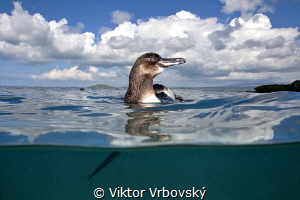 Galapagos Penguin (Spheniscus mendiculus) by Viktor Vrbovský 